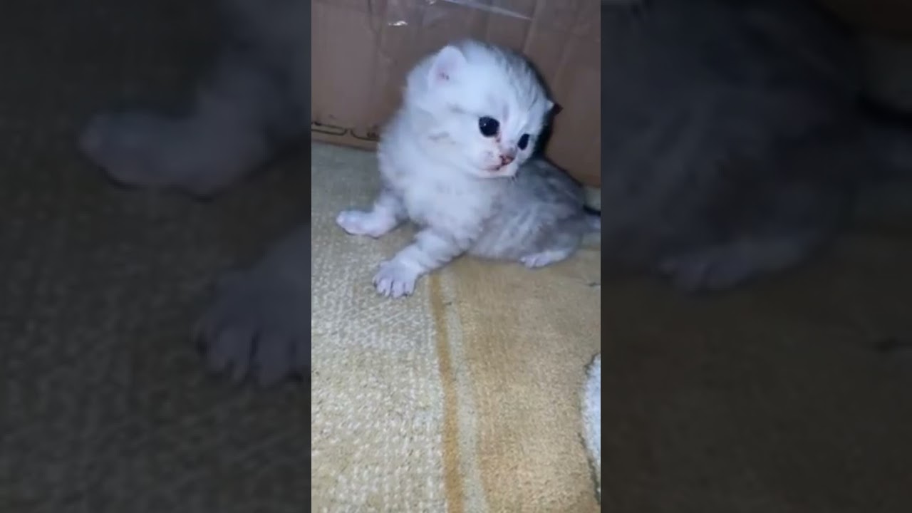 cat growth stages
