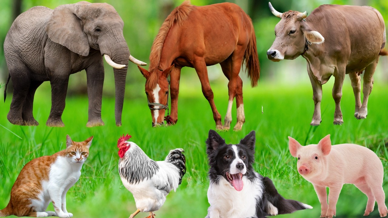 Cute Farm Animal Moments: Cat, Sheep, Cow, Chicken, Dog, Pig, Rabbit, Mouse &ndash; Adorable Animal Sounds