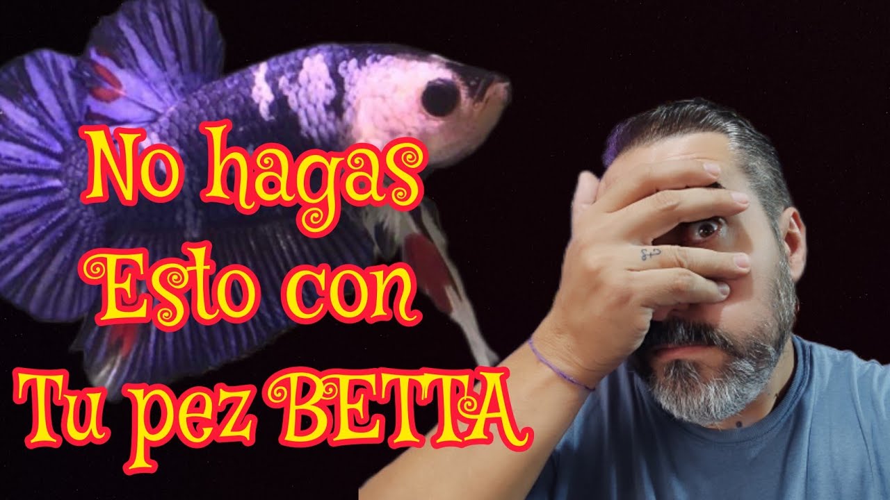 12 cosas que AFECTAN al PEZ BETTA según Bettaclubargentina