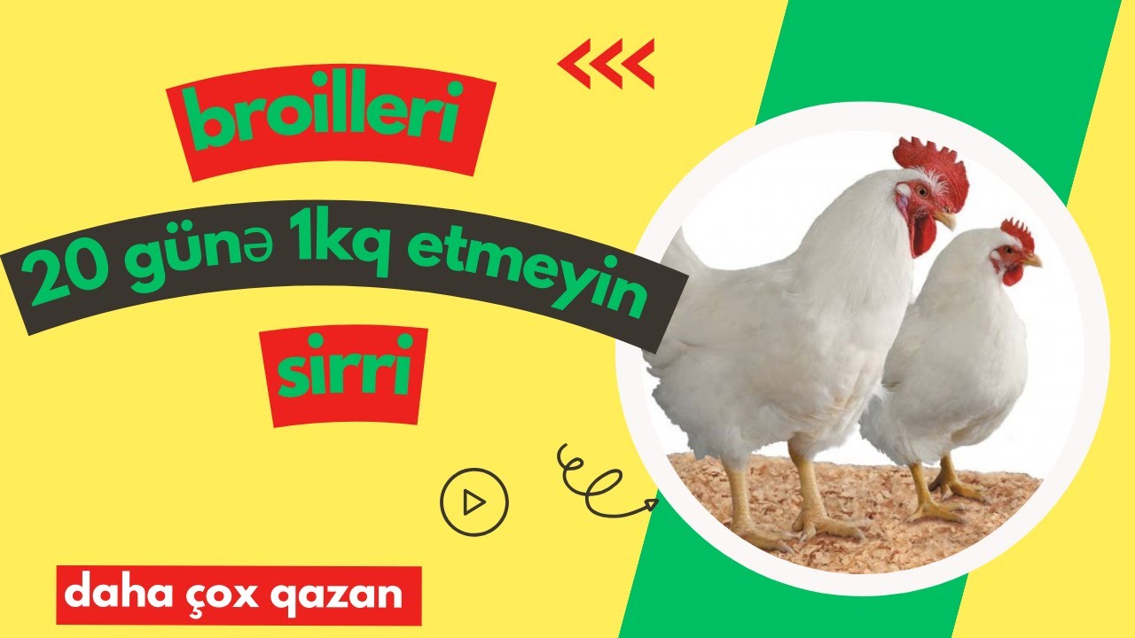 Broilerlerin Baxilma Qaydasin Sirrler (etlik cücelerin baxlmasi qaydasi )