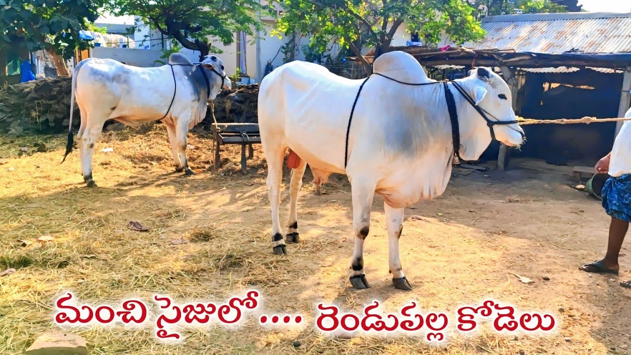 రవి గారి,రెండు పల్ల కోడెలు,పెద్దవంగలి గ్రామం,చాగలమర్రి మండలం,కడప జిల్లా 