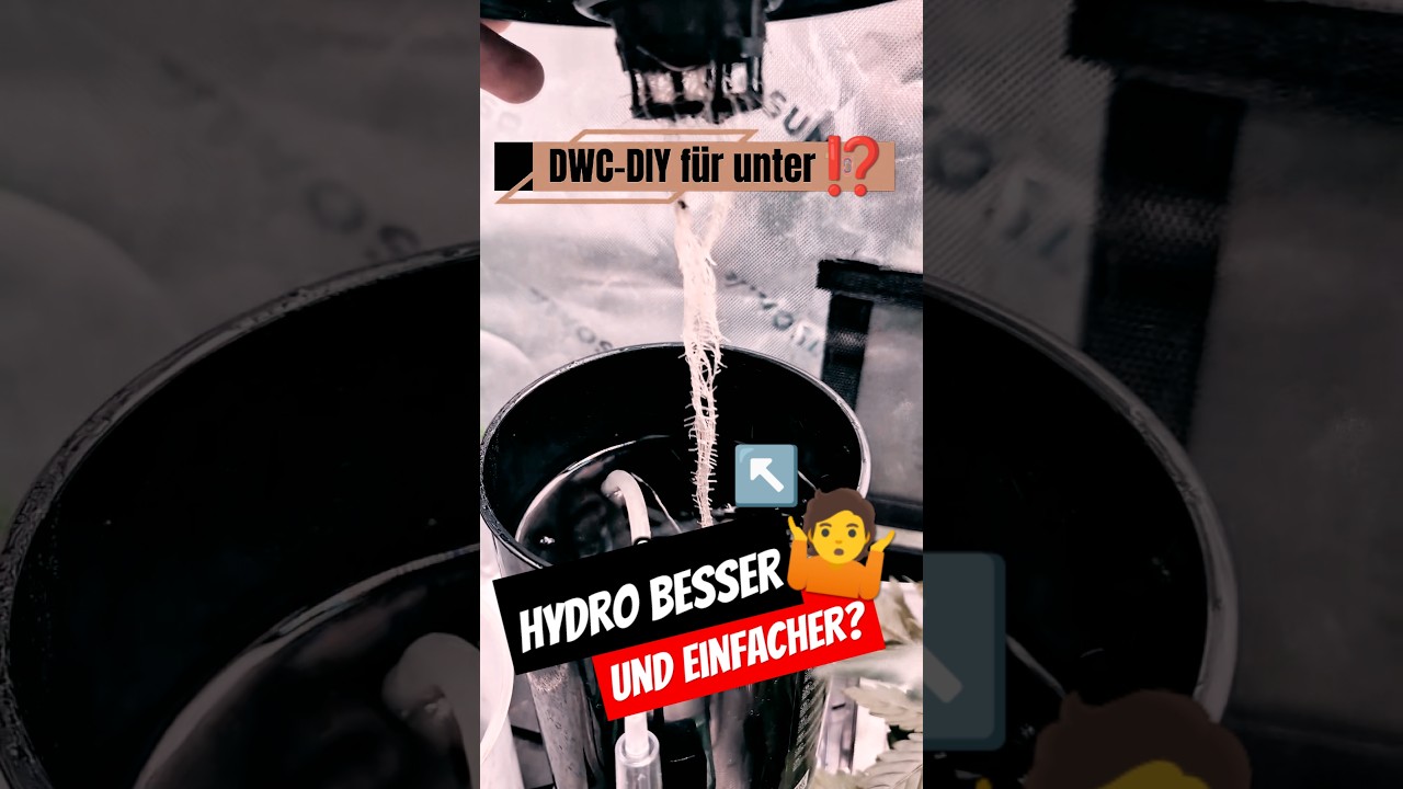Nie wieder Erde 🤷 Ich hab's mir angeschaut! Hydro Anbau #pott_planter