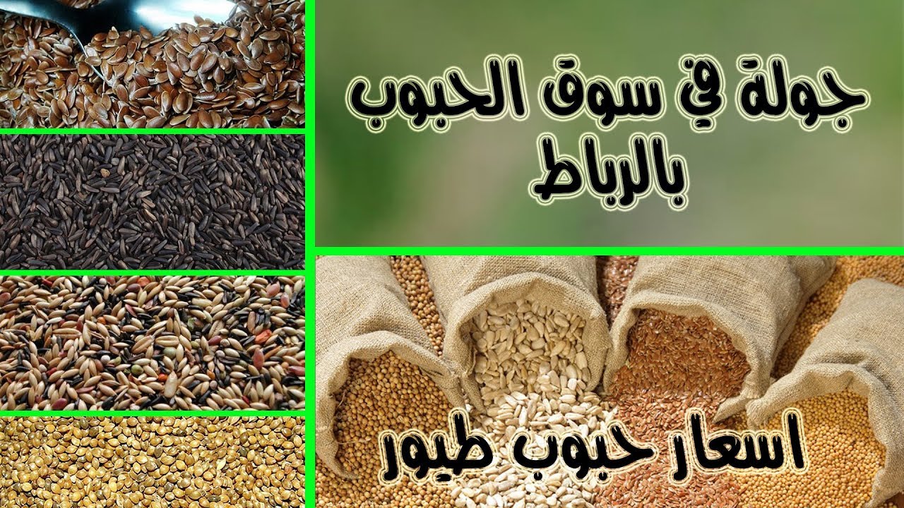 جولة في سوق الحبوب بالرباط - اسعار حبوب طيور