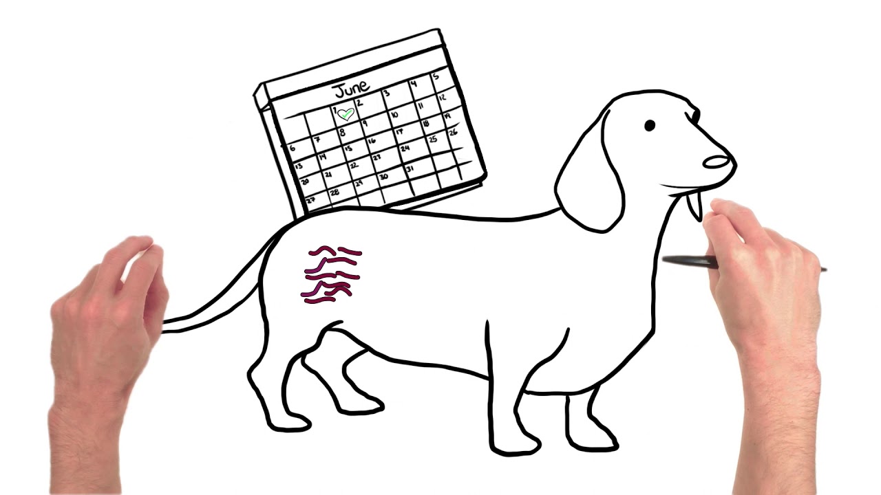 Heartworm lifecycle and heartworm prevention for dogs