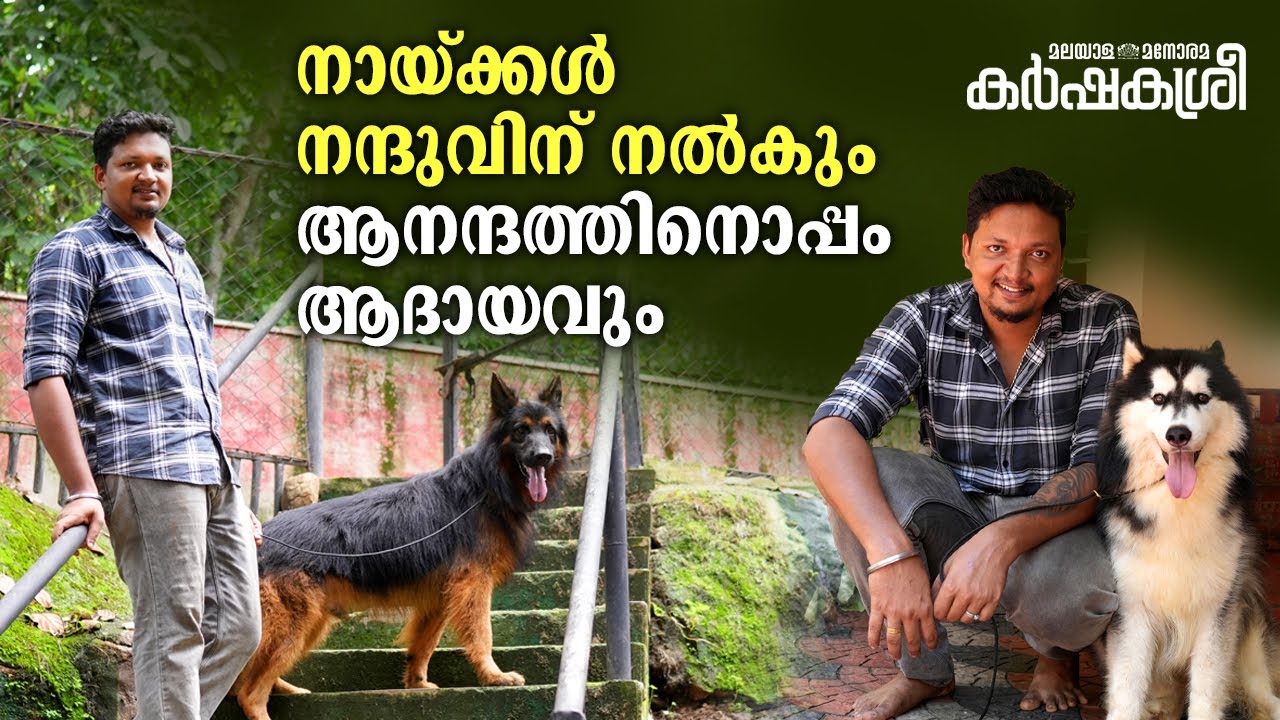 നായ്ക്കൾ നന്ദുവിന് നൽകും ആനന്ദത്തിനൊപ്പം ആദായവും | Kennel | Karshakasree
