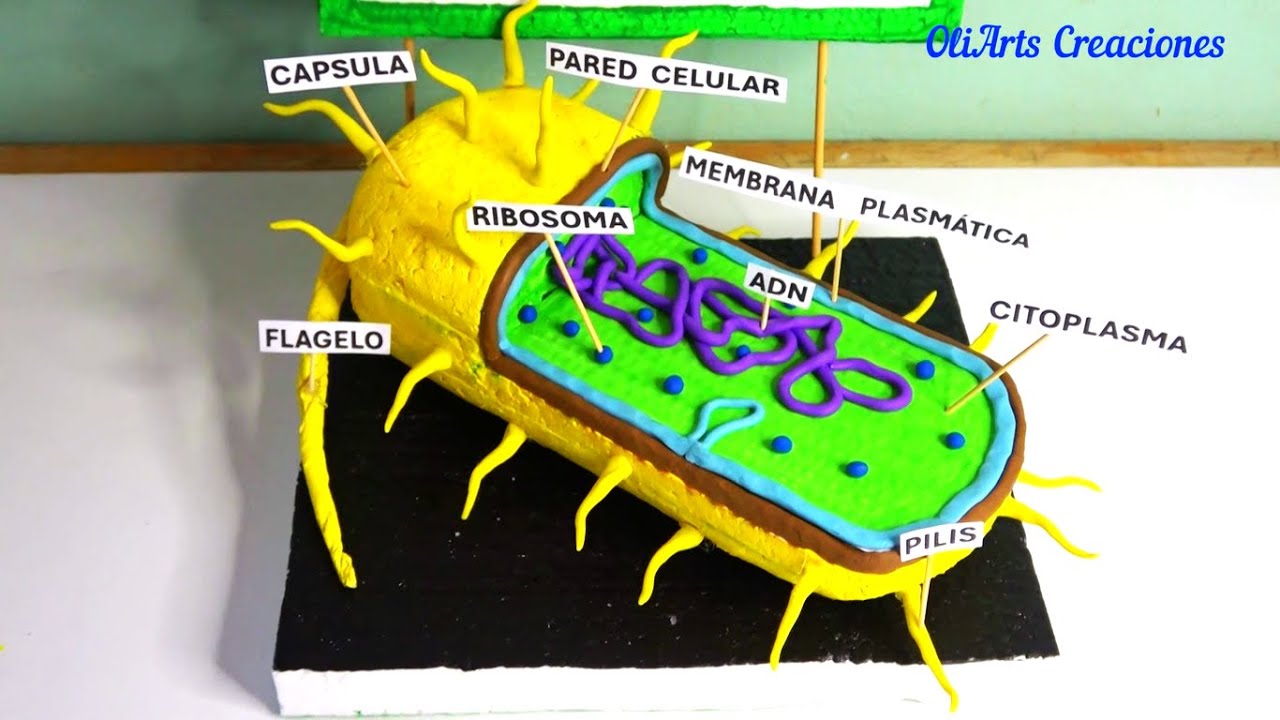MAQUETA  de la CELULA PROCARIOTA paso a paso /Proyecto Casero/  MOdel of Prokaryotic Cell