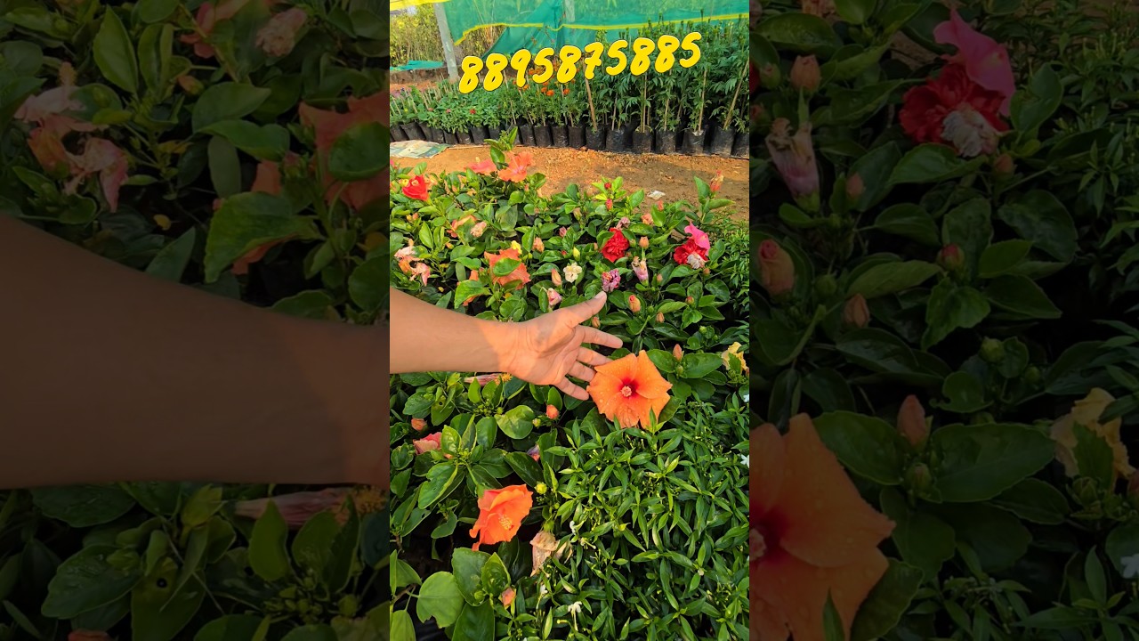 କେଉଁ ମନ୍ଦାର ଫୁଲ ଆପଣଙ୍କୁ ଭଲ ଲାଗିଲା 