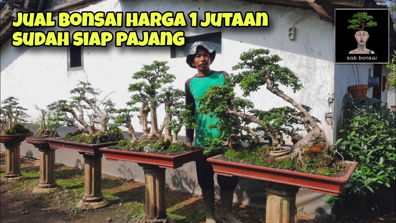 JUAL BONSAI HARGA 1 JUTAAN BISA NEGO | sab bonsai
