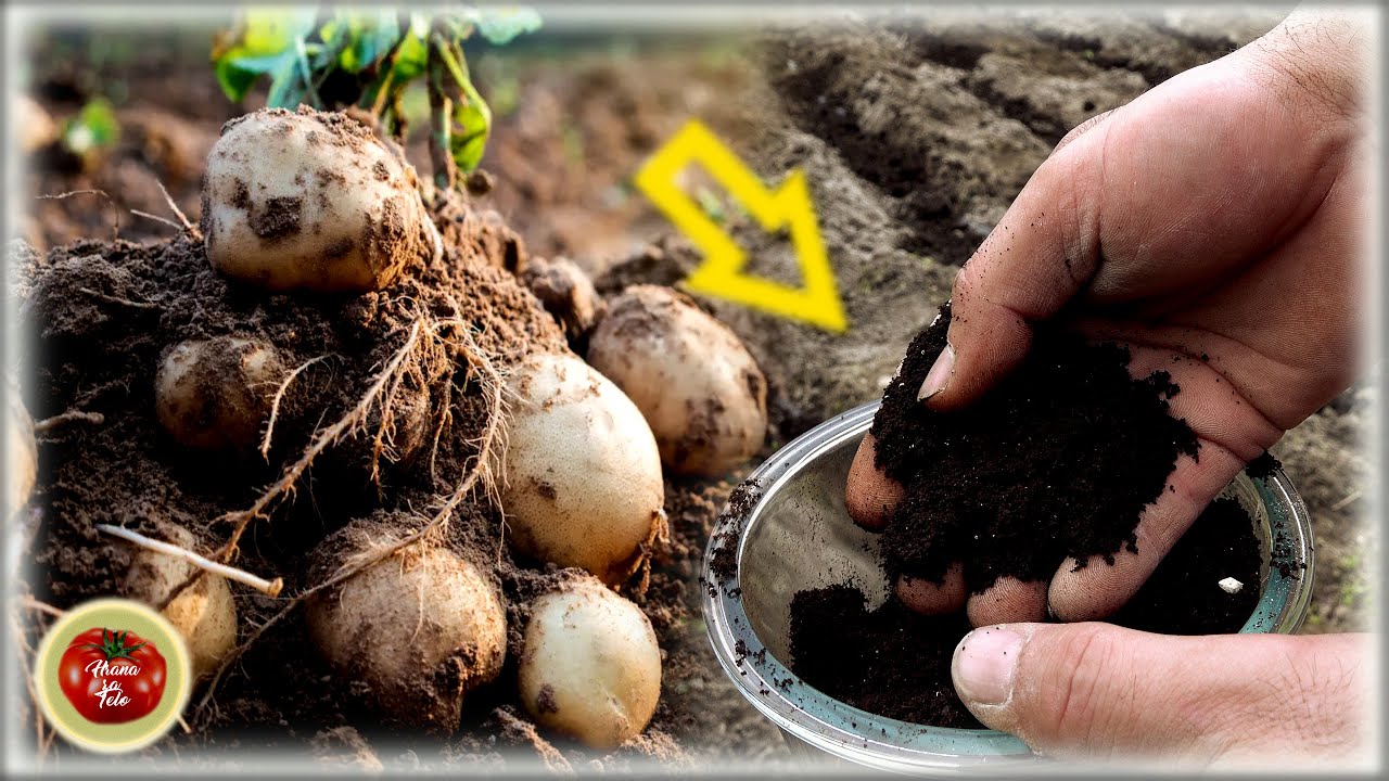 Картофель будет огромным, если вы сделаете ЭТО! Это работает на 100% (стоп вредителям!)