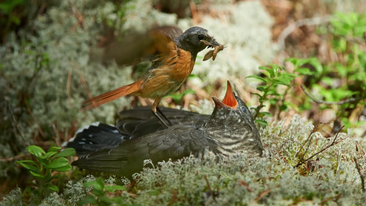 Taking over the nest: when parasite chicks are brought up by cavity nesting hosts
