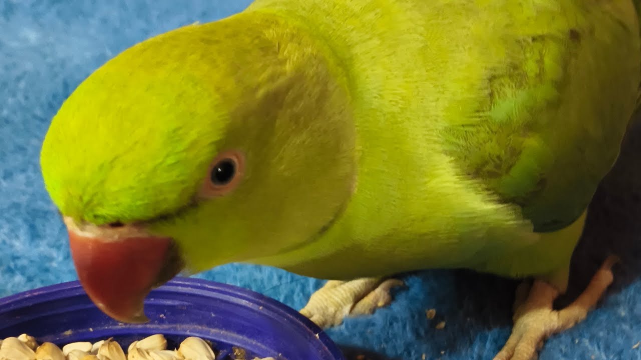Umeshyadav is live ringneck parrot live stream 🦜🦜🦜