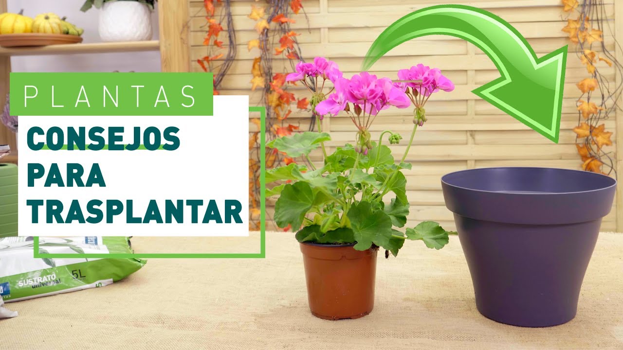 C&oacute;mo trasplantar paso a paso en oto&ntilde;o | Plantas en VERDECORA