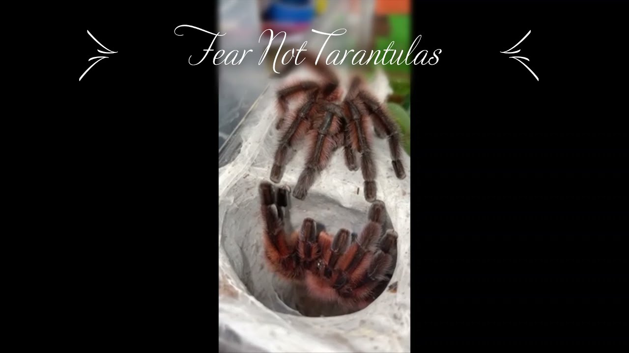 Caribena versicolor (Antilles Pinktoe) tarantula breeding