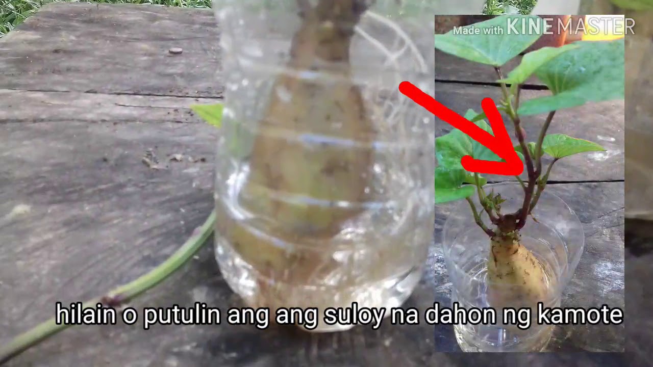 How to grow sweet potato  (paano magtanim ng kamote)