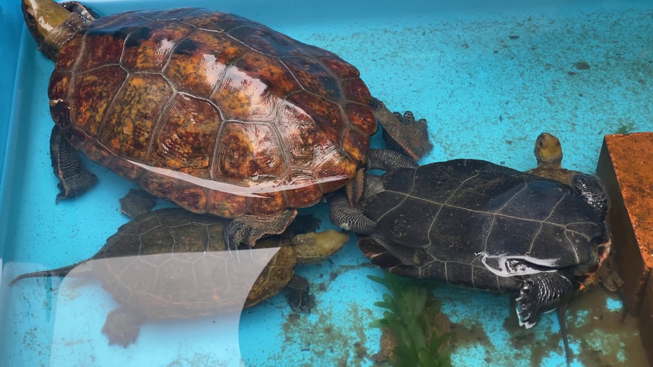 ニホンイシガメの繁殖行動