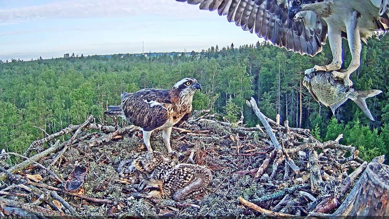 Kalakotkas~Huge fish by Marco for the whole family~6:52 AM 2019/06/22