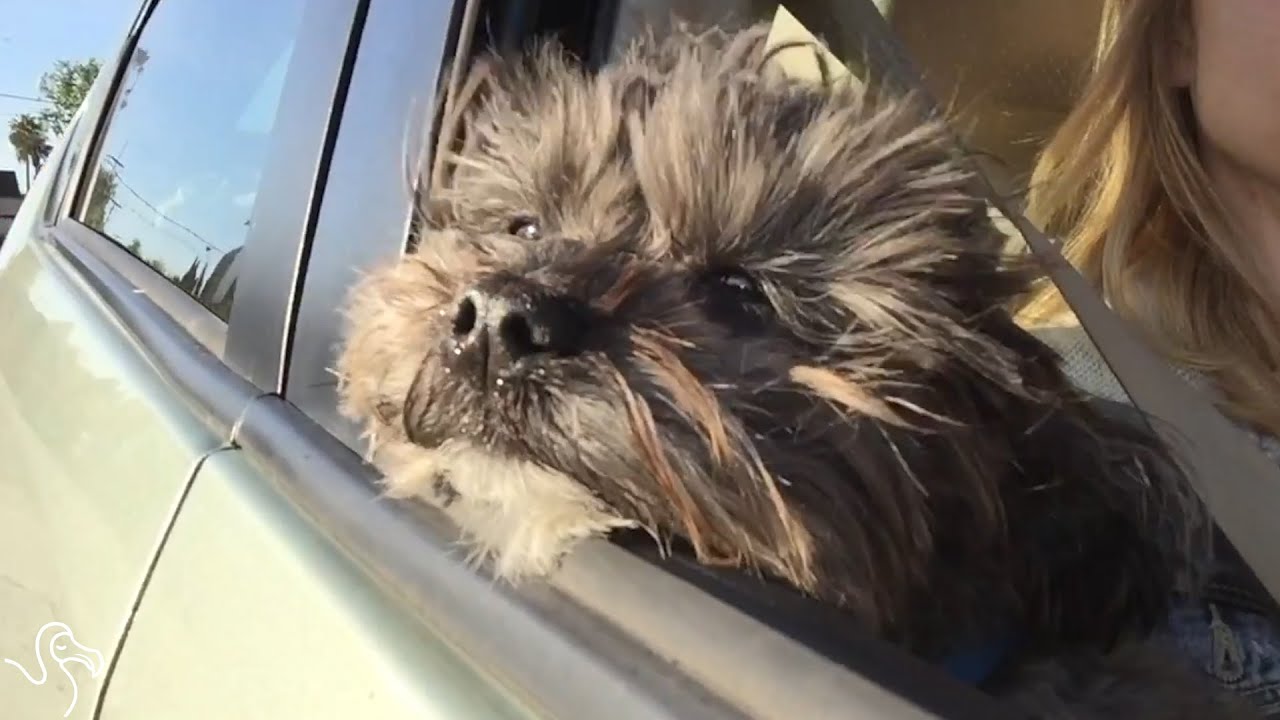 Formerly Homeless Animals Are Getting Their First Families Ever