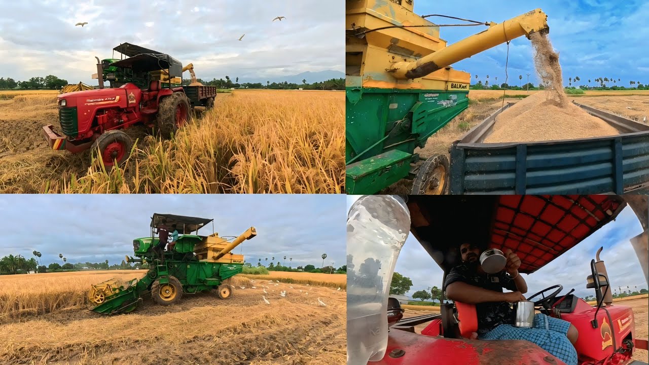 Rice harvesting and mahindra tractor loding performance ✨🚜🌾🌾🌾#nature #villagelife #tractorlife 