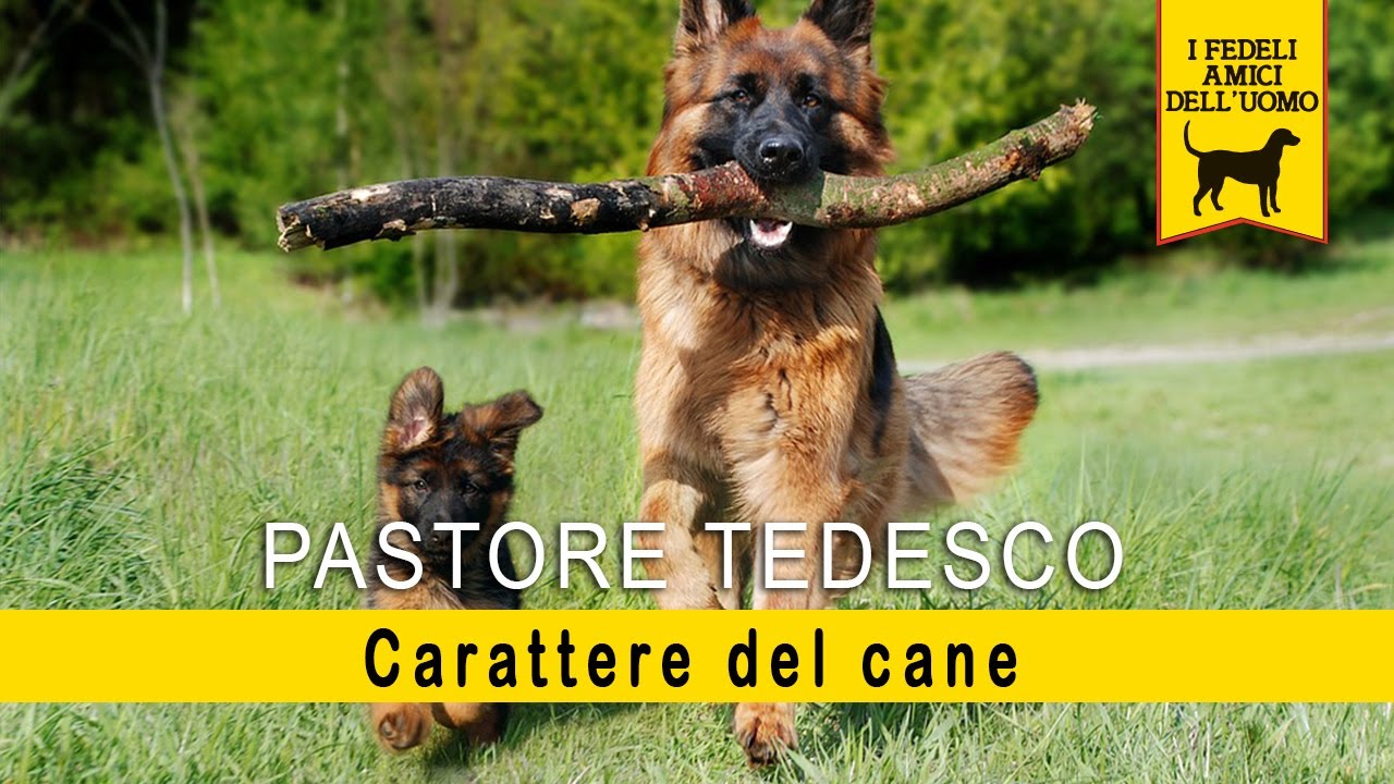 Pastore Tedesco - Carattere del cane e anticipazione dell'addestramento
