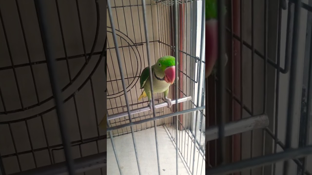 #shortvideo 😍🥰cute parrot sound❣️#pitto world 🐦#shorts