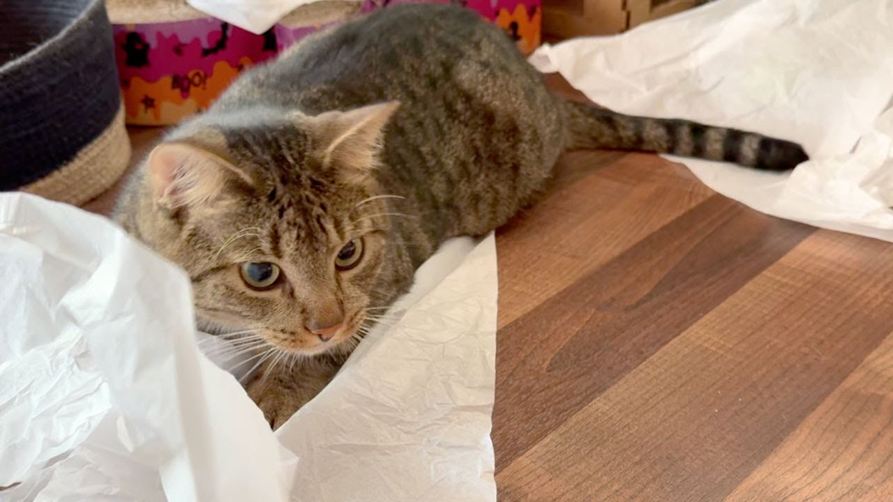 108 Paper and Paws