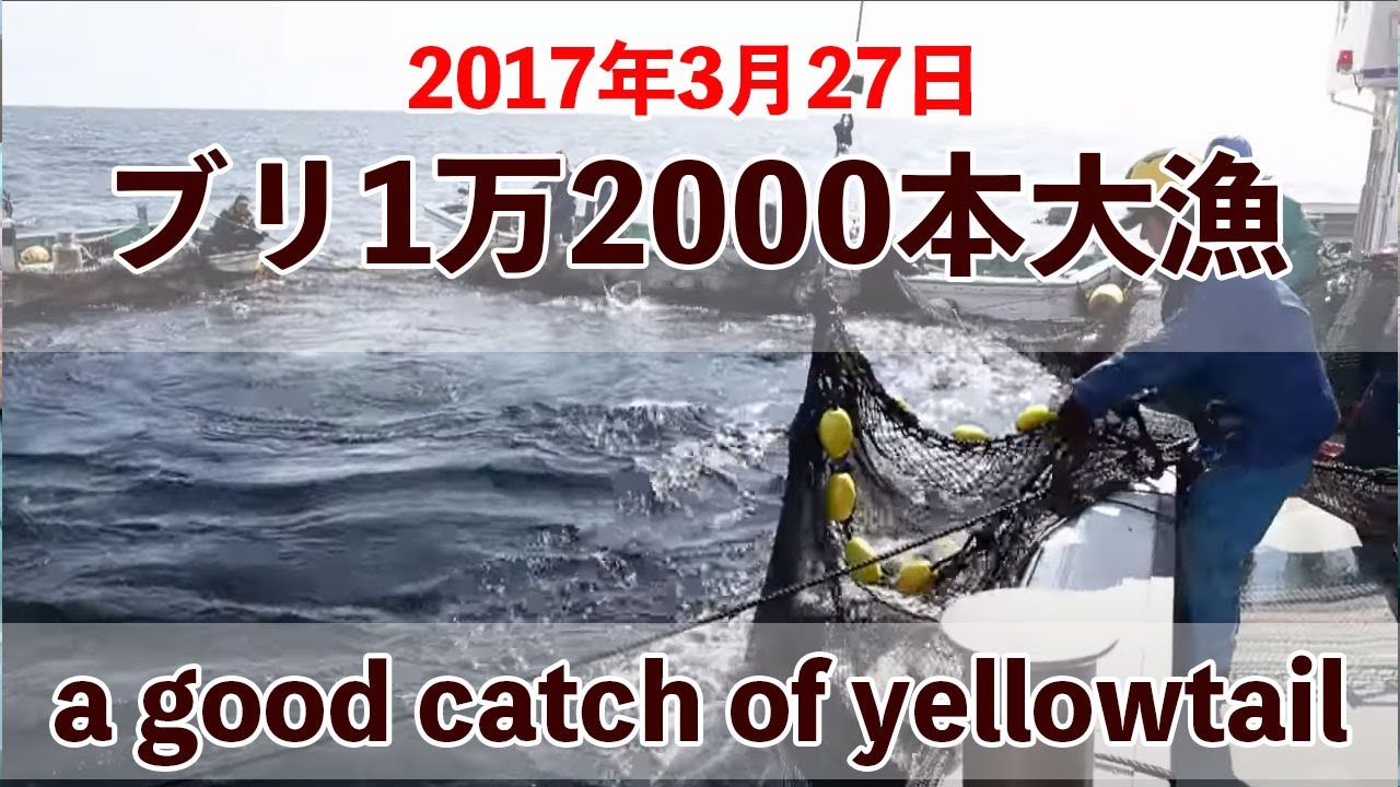 【九鬼定置漁業】ブリ1万2000本大漁！2017年3月27日