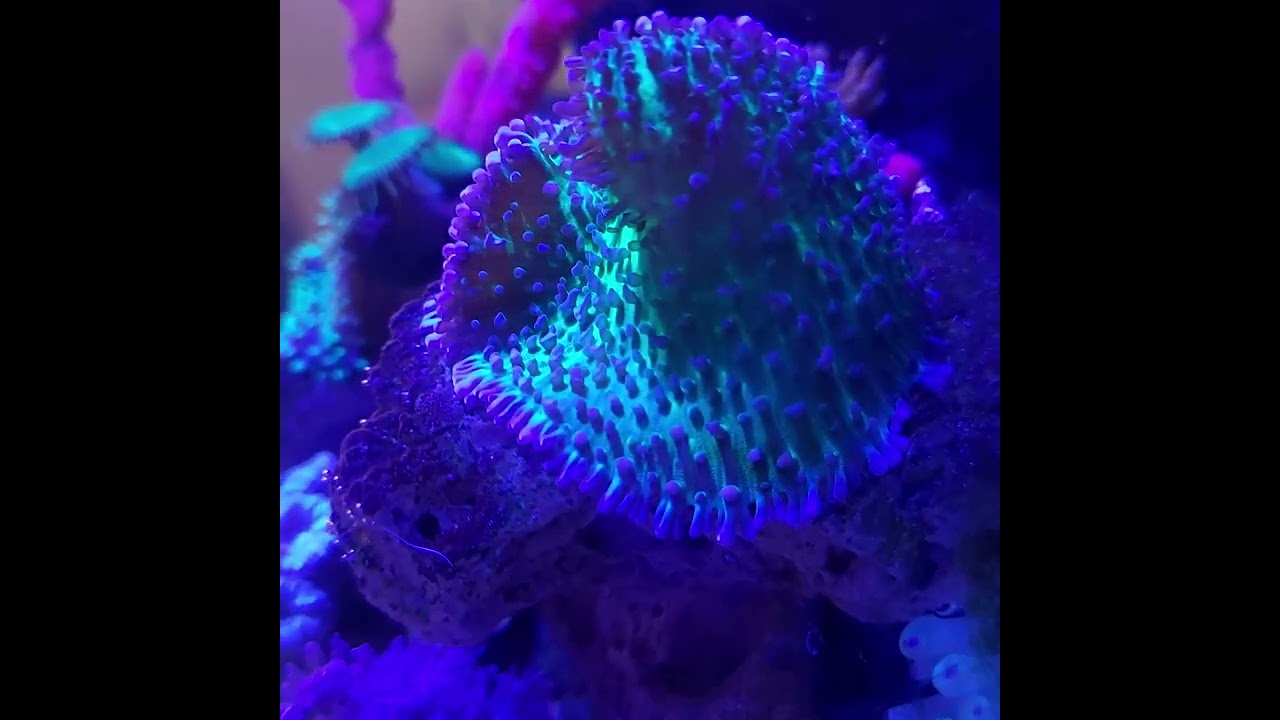 Acuario marino con Corales para principiantes en un Nano Reef (Blandos)