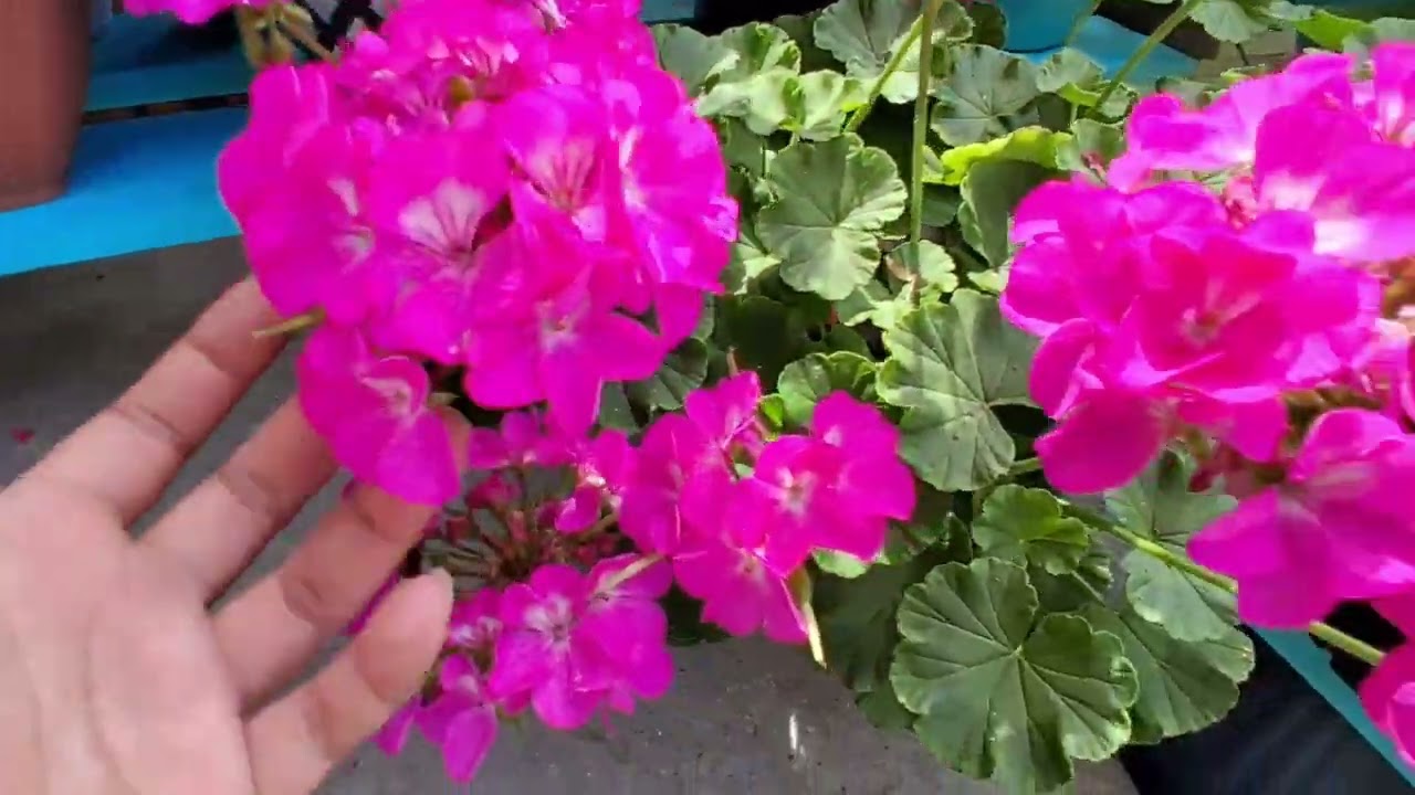 Mis Geranios y flores 🌸🌼🌺🌹🌷 #flores #geranios #jardín 