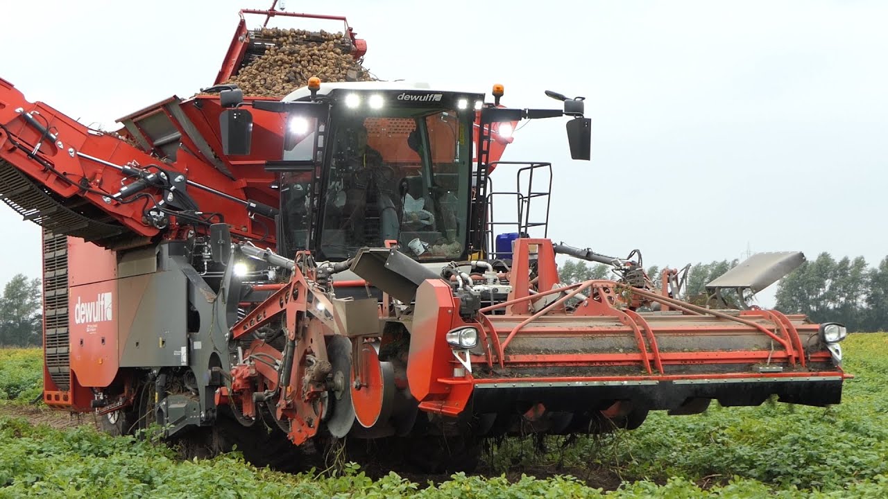 Dewulf Kwatro getting the job done in the potato field | Big Self-Propelled Harvester | DK Agri