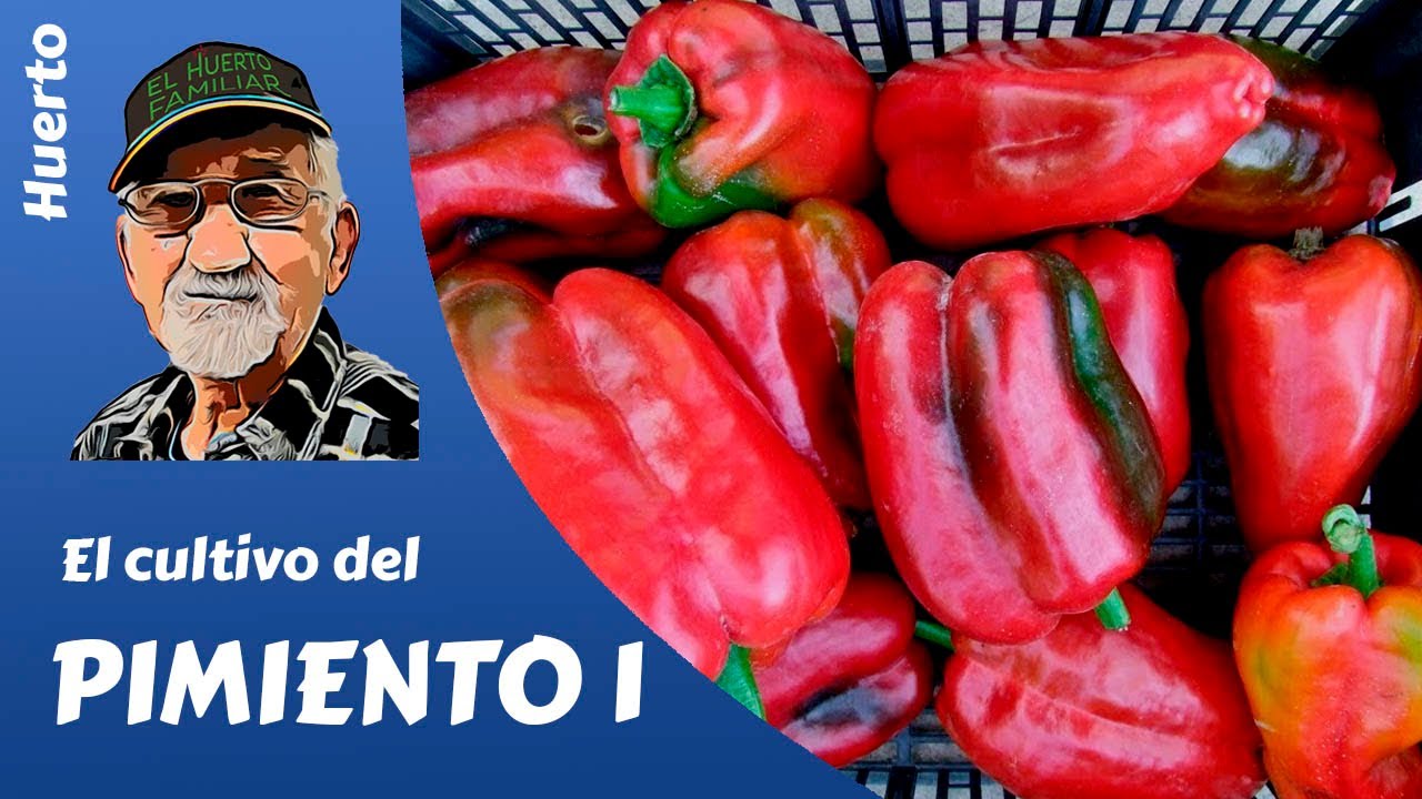𝗣𝗜𝗠𝗜𝗘𝗡𝗧𝗢: como sembrar y plantar pimientos. Cultivo completo 1parte