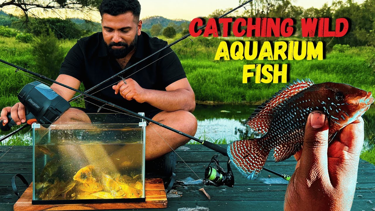 കാട്ടിൽ പോയി ഒരു മീൻപിടുത്തം | Wild Amazonian Cichlid Adventure!