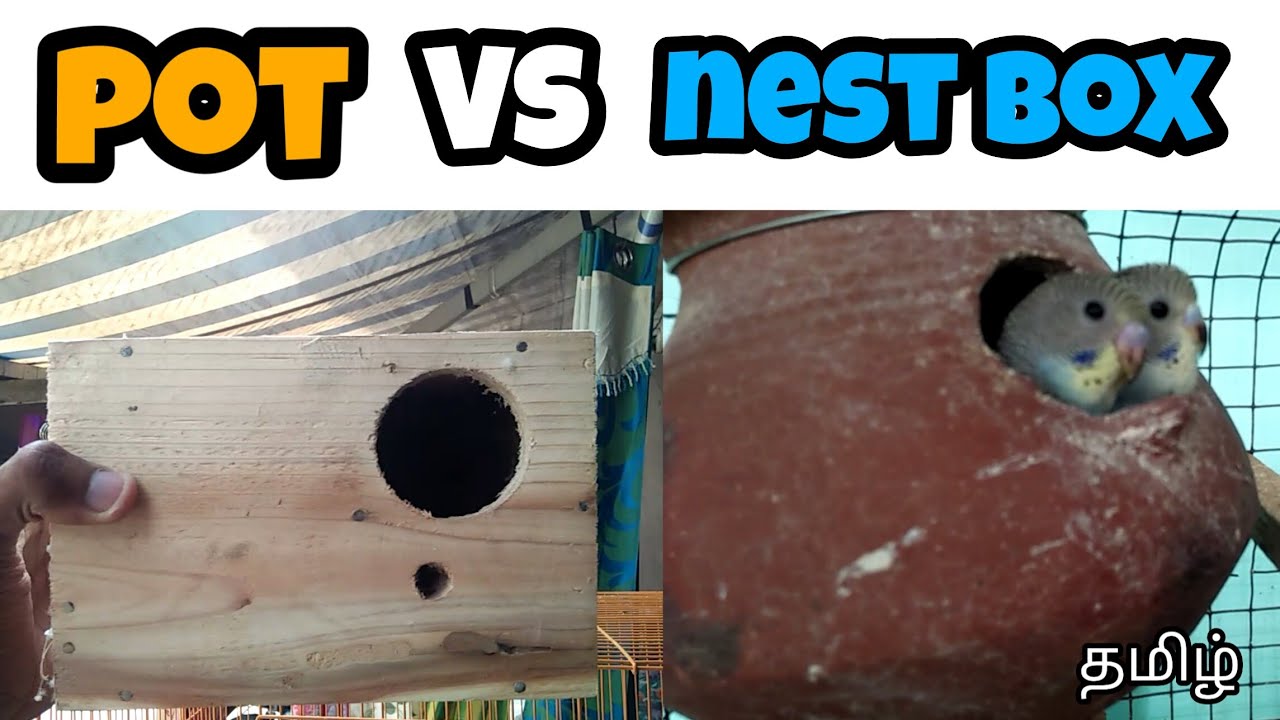 Which is best for budgies breeding pot or nest box in தமிழ்