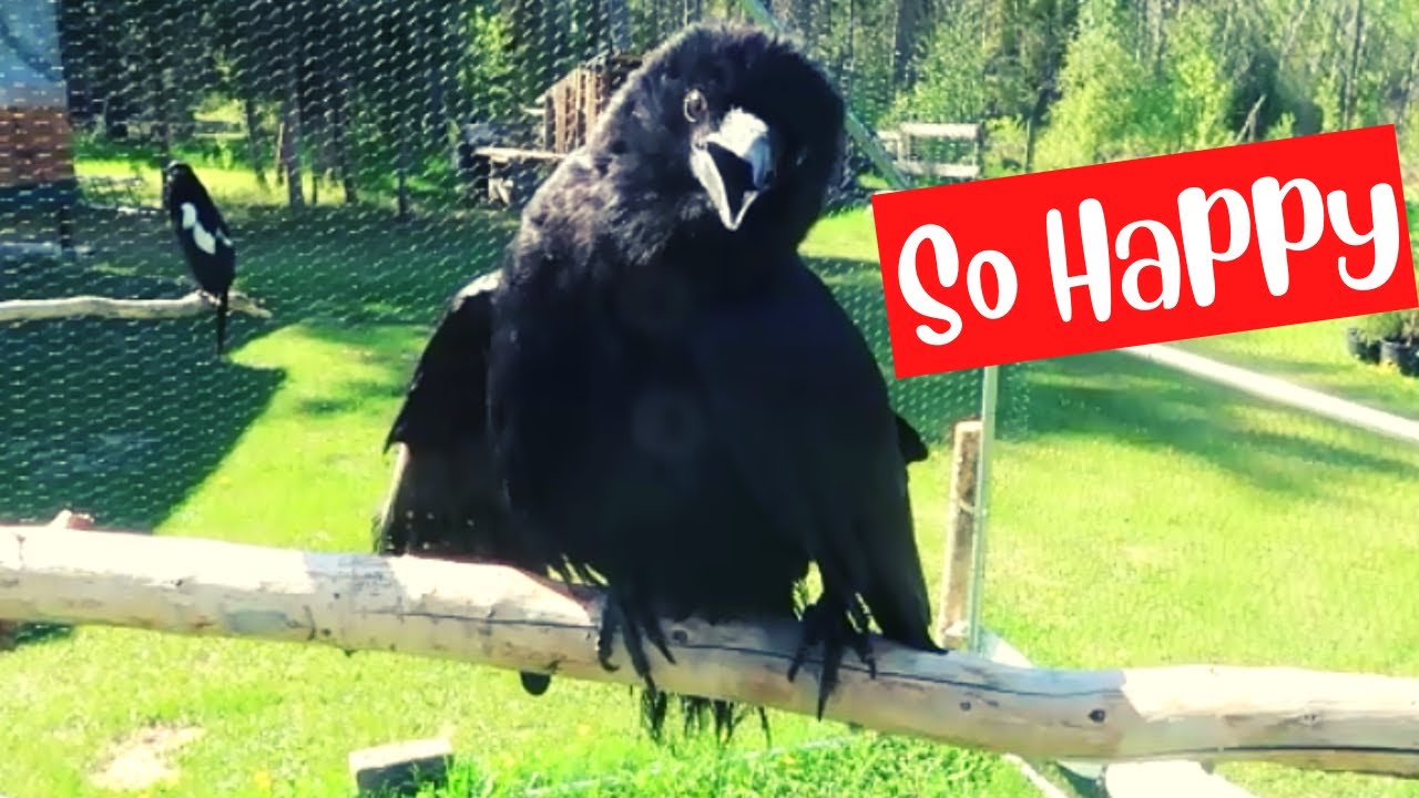 Birds are so happy in the aviary