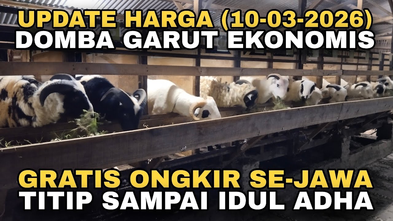 UPDATE HARGA DOMBA HARUT EKONOMIS, GRATIS ONGKIR SE-JAWA DAN BIS TITIP SAMPAI IDUL ADHA #dombagarut 
