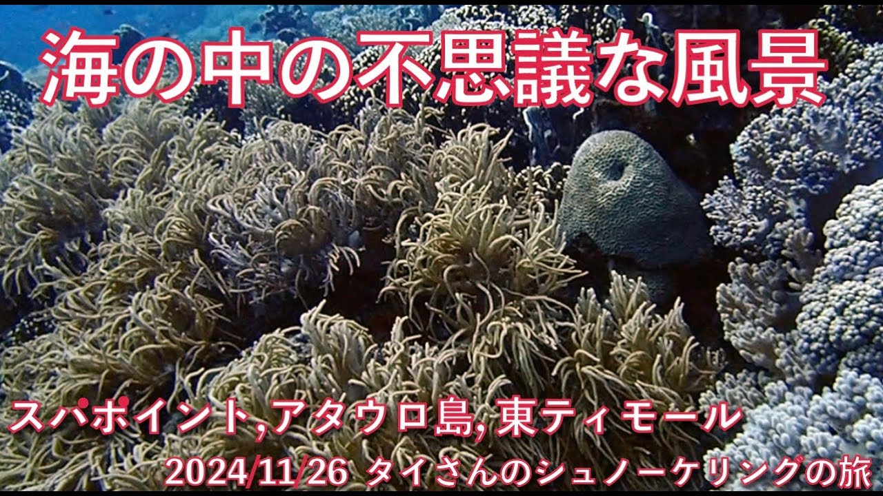 【#118 タイさんのシュノーケリングの旅 】スパポイント, 東ティモール,  アタウロ島, Tai's Journey
