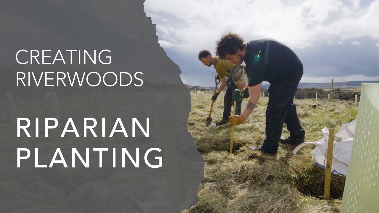 Creating Riverwoods: Riparian Planting