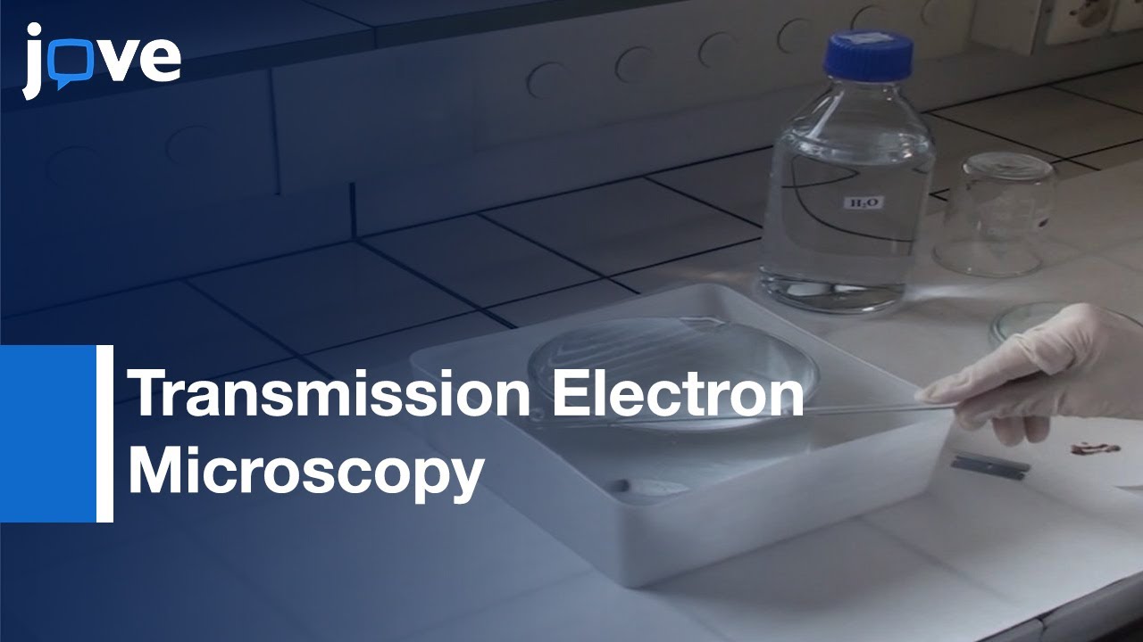 Plunge Freezing: Ultrastructural & Immunolocalization Studies-Suspension Cells l Protocol Preview