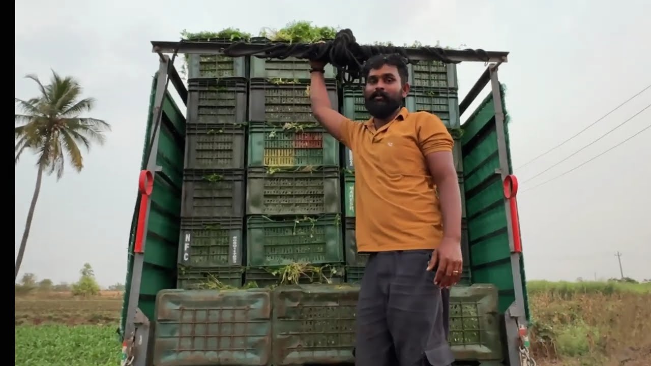 ಬಹು ಬೆಳೆ ಕೃಷಿ | ಜೋಳದ ಮಧ್ಯೆ ಕೊತ್ತಂಬರಿ| Multi-Cultivation Farming | Coriander in Corn Field #dailyvlog