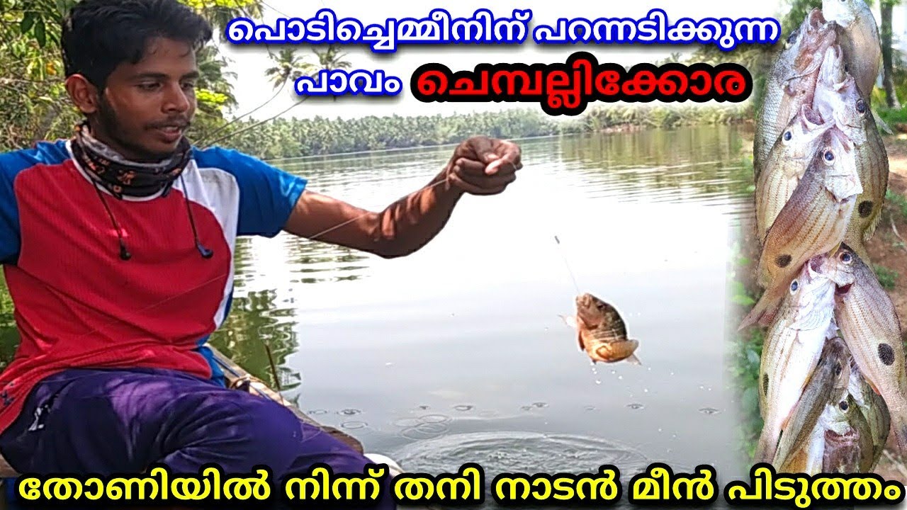 തോണിയിൽ പോയി നാടൻ കൈചൂണ്ടയിൽ കോര പിടുത്തം🎣village fishing/fishingvideos/traditional fishing/fishing