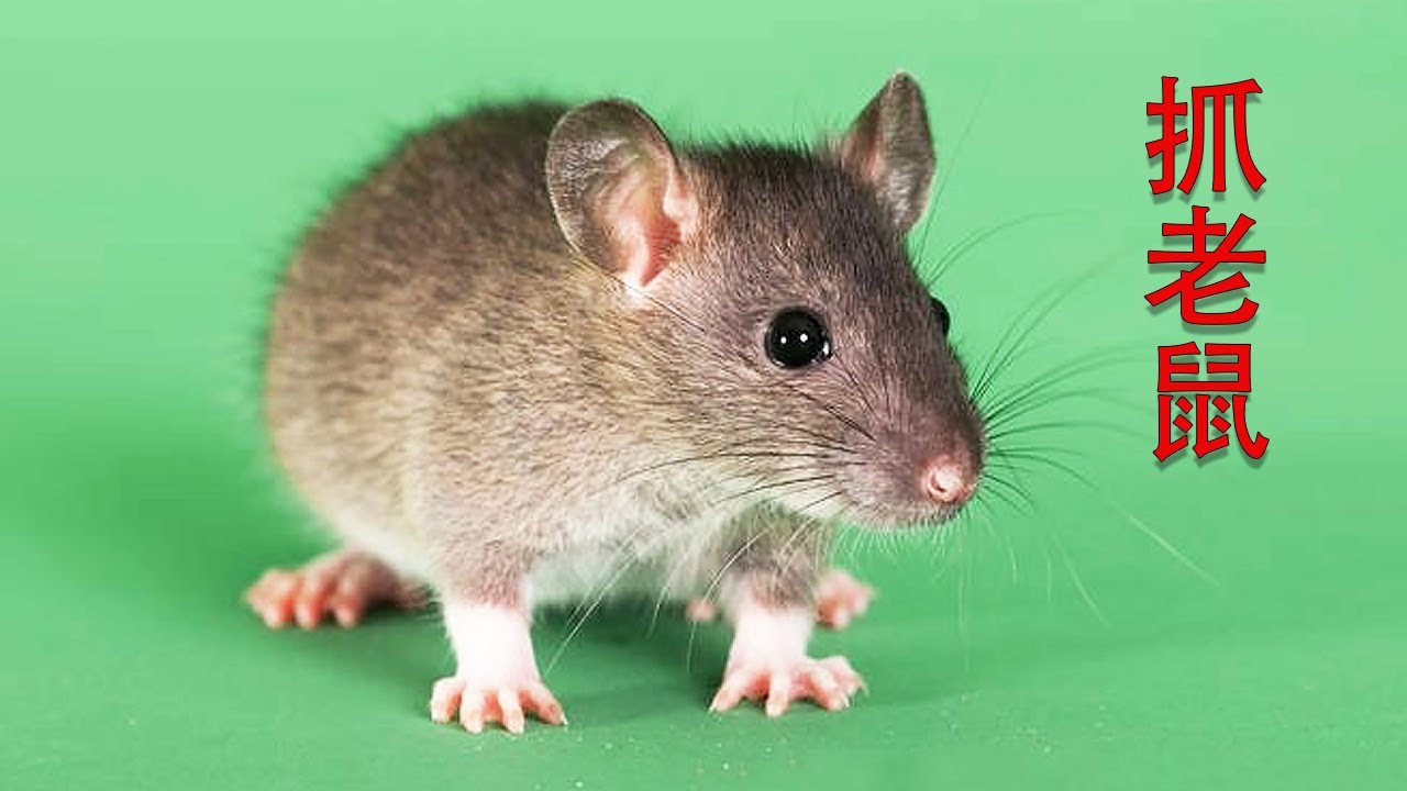 消灭老鼠千万别用药，只需2张纸，轻松抓老鼠，方法安全又健康