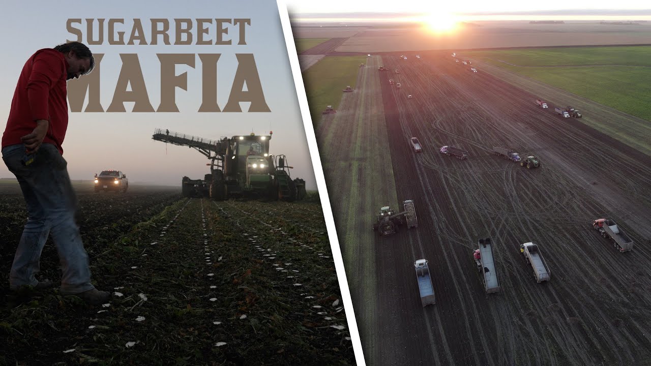 SUGARBEET MAFIA - Gudajtes Family Farm 2022 Beet Harvest