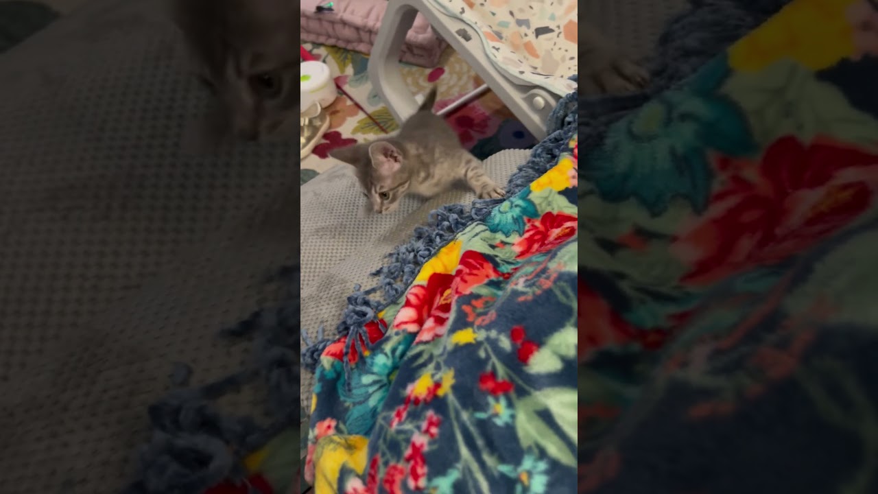 Wobbly foster kitten Ginny wasted no time mastering the ramp! What a little queen!!