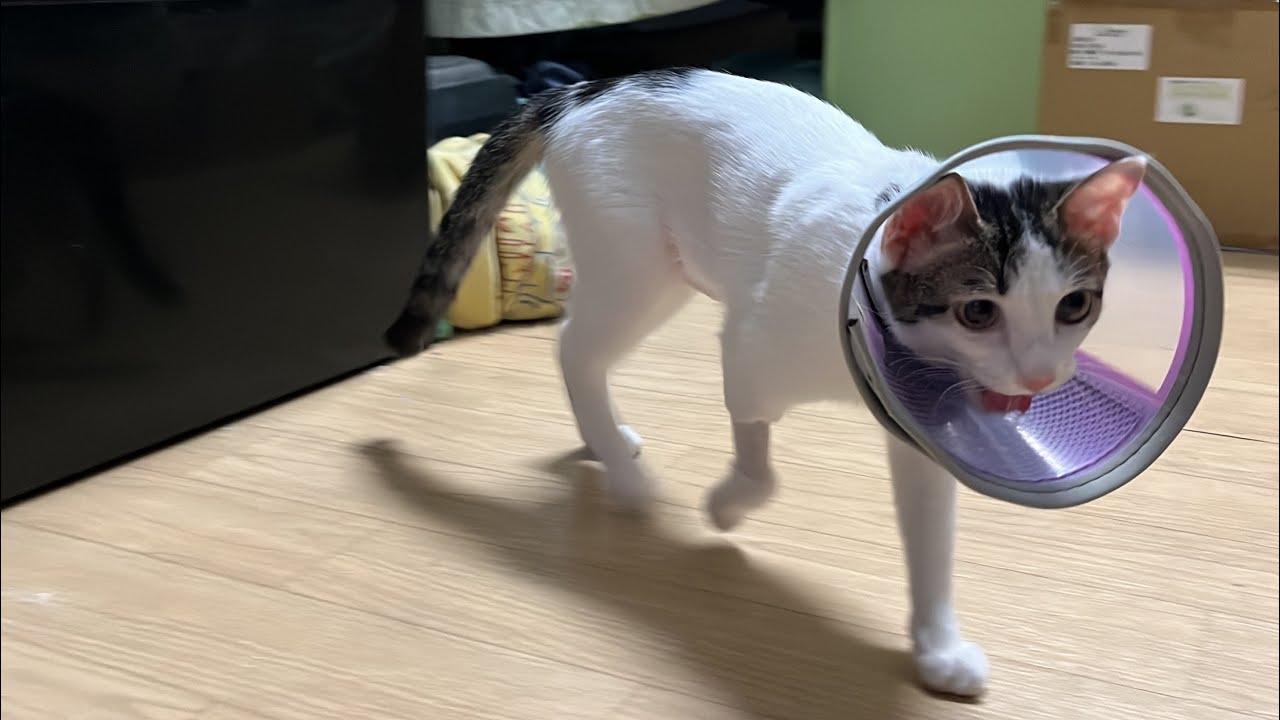 小蝦米母貓結紮術後第一天適應情況