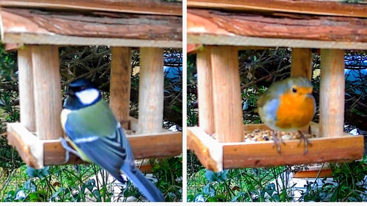 Garden Birds on Cam - Great Tits / Robin / Blue Tits / Coal Tit - No music / Birds Sounds / No AI 