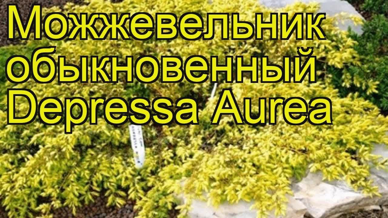 Можжевельник обыкновенный Депресса Ауреа. Краткий обзор, описание juniperus communis Depressa Aurea