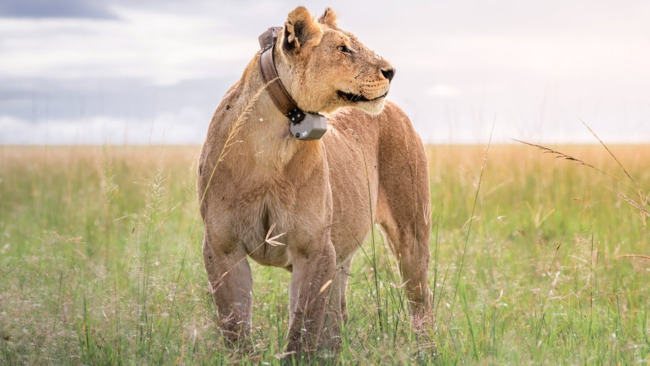 Lion conservation: The collaring of 'Kito'