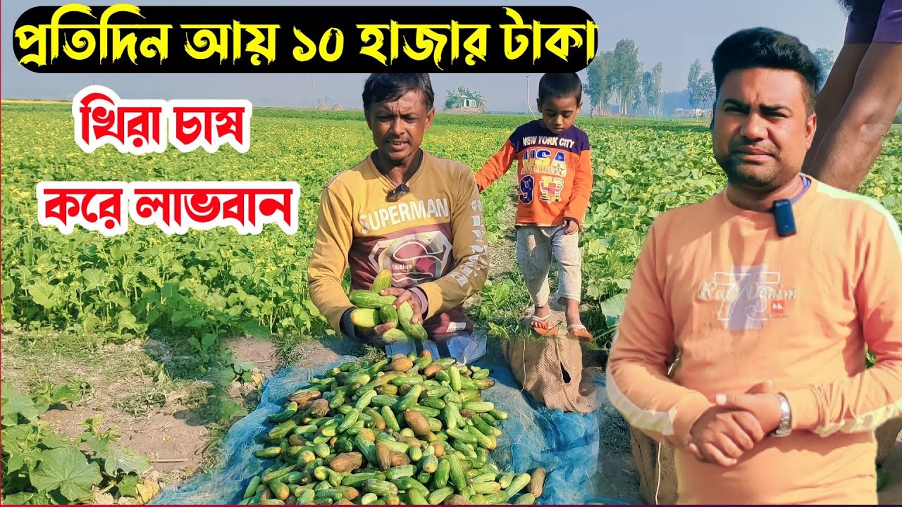 খিরা চাষ করে প্রতিদিন ১০ থেকে ১২ হাজার টাকা আয়। সিরাজগঞ্জ উল্লাপাড়া। Bangla krishi BD