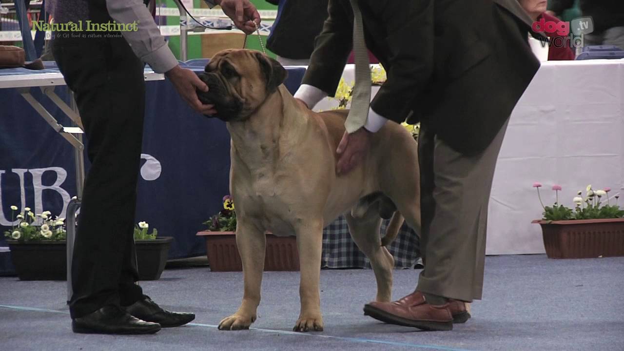 Scottish Kennel Club 2016 - Working group FULL