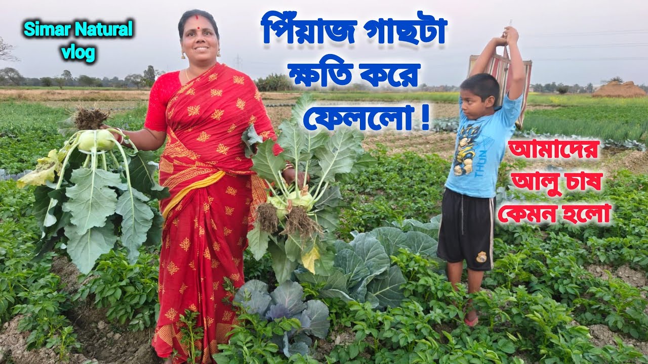 পিঁয়াজ গাছটা ক্ষতি করে ফেললো এরা বুঝি -কপি তুলে আনলাম পিয়াজ বাগান পরিষ্কার করলাম ।