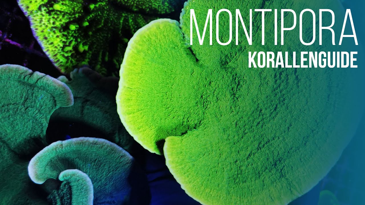 Korallenguide: Montipora | Hilfreiche Pflegetipps, Parasiten & Platzierung im Aquarium | Coralaxy